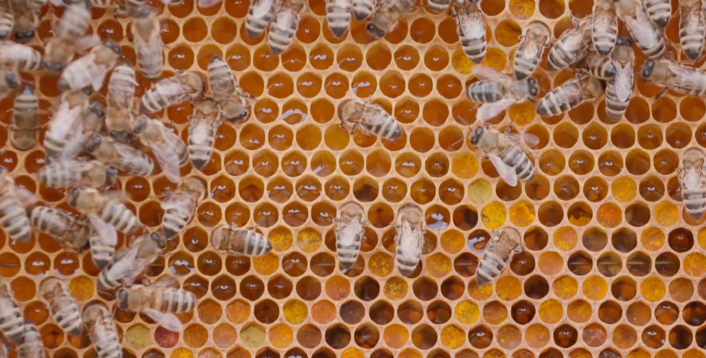 Honey packs organic 100%