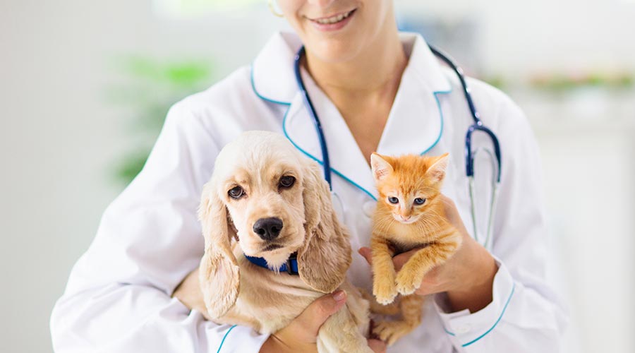 PET CARE